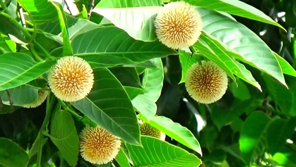 Kadam Flower Kadam Flower